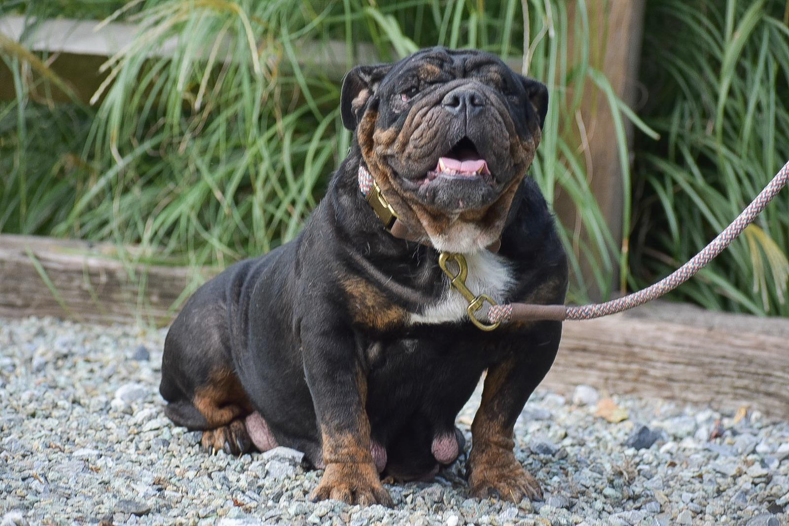 Carly, one of our English Bulldog mothers.