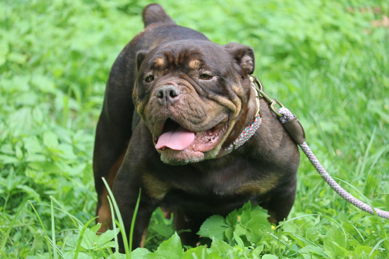 Chloe, one of our Olde English Bulldogge mothers.