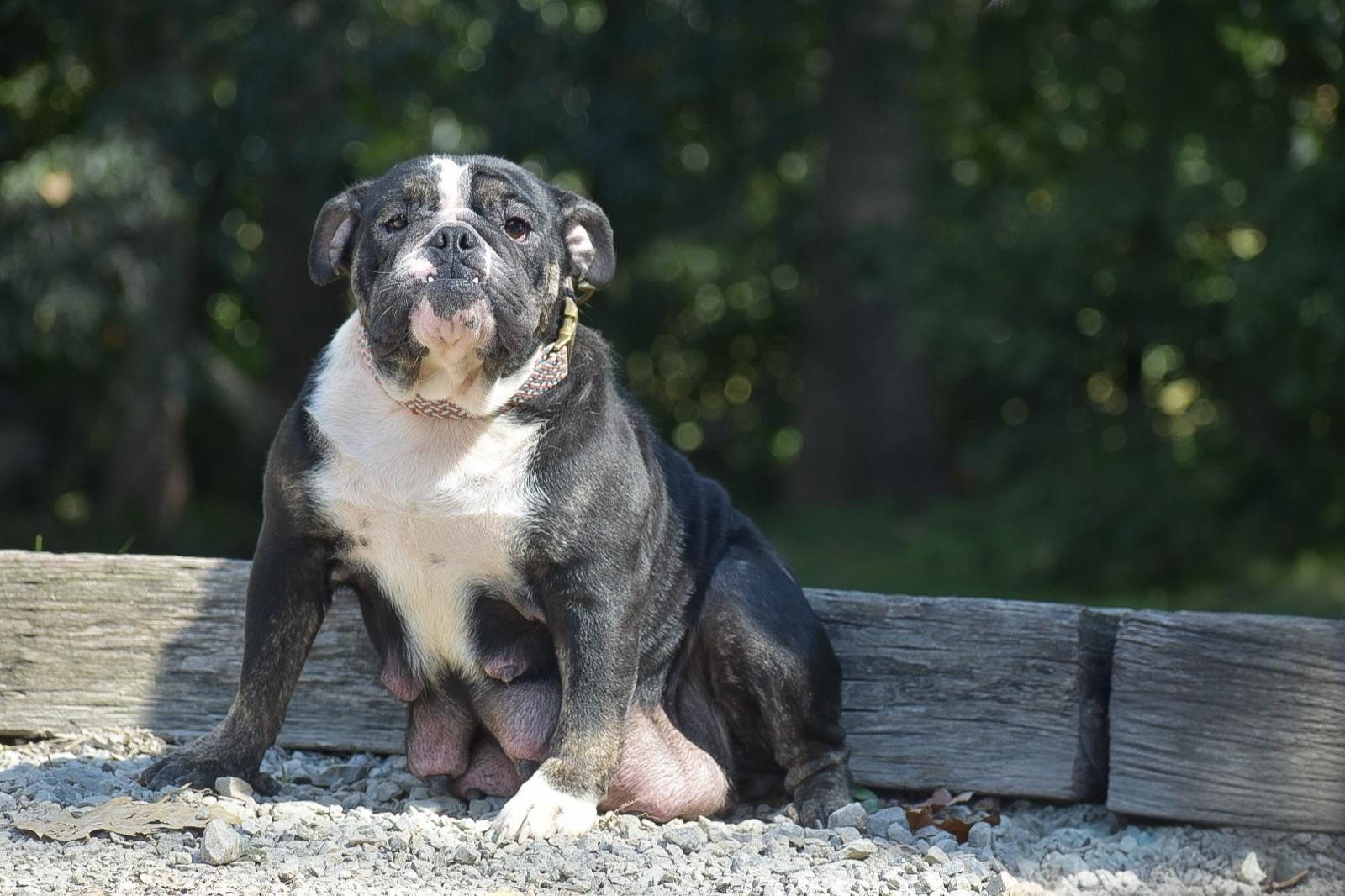 Fancy, one of our English Bulldog mothers.