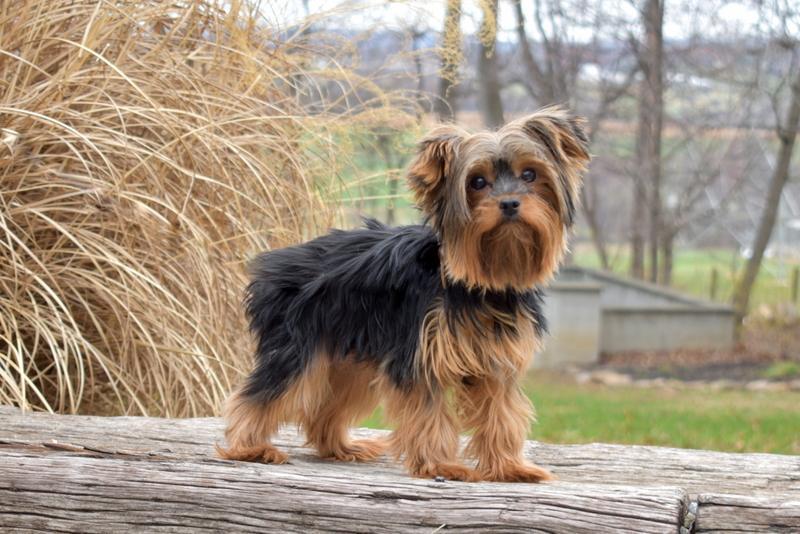 Latasha, a Yorkshire Terrier, sitting outdoors.