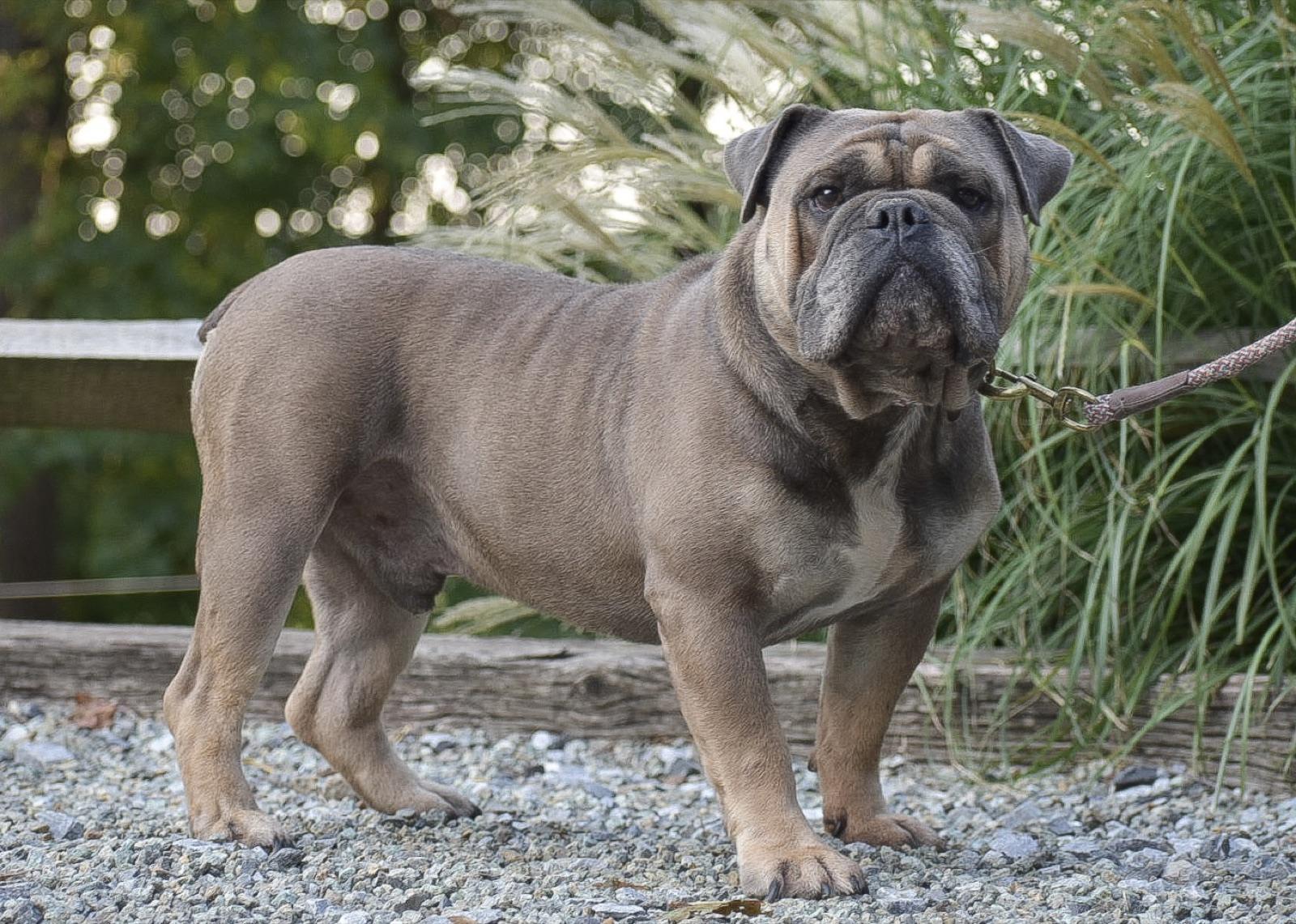 Micah, our Olde English Bulldogge sire, standing on gravel.