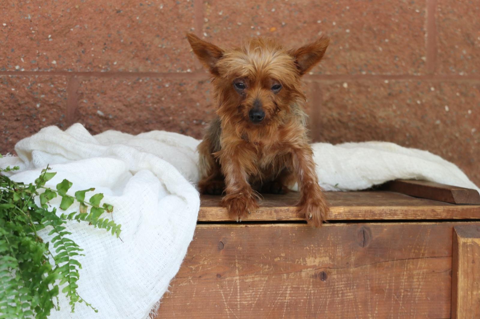Penny, one of our Yorkie mothers.