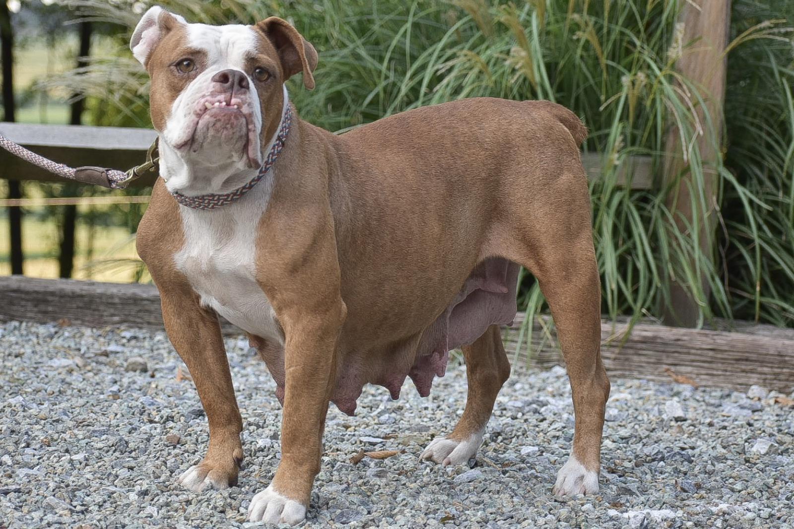 Rosa, one of our Olde English Bulldogge mothers.