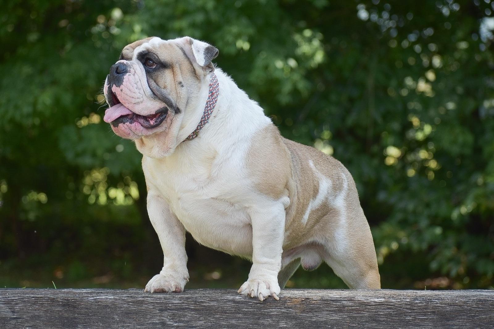 Saber, our English Bulldog sire, standing on a fence rail.