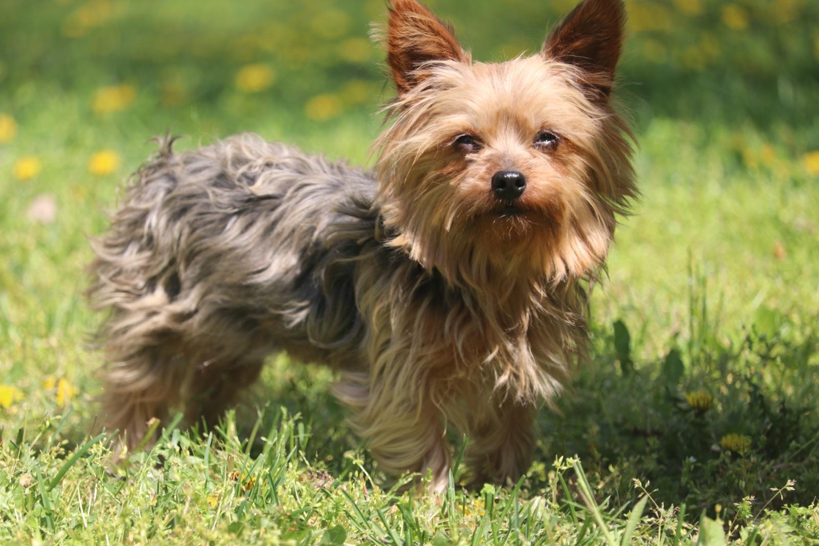 Stella, one of our Yorkie mothers.
