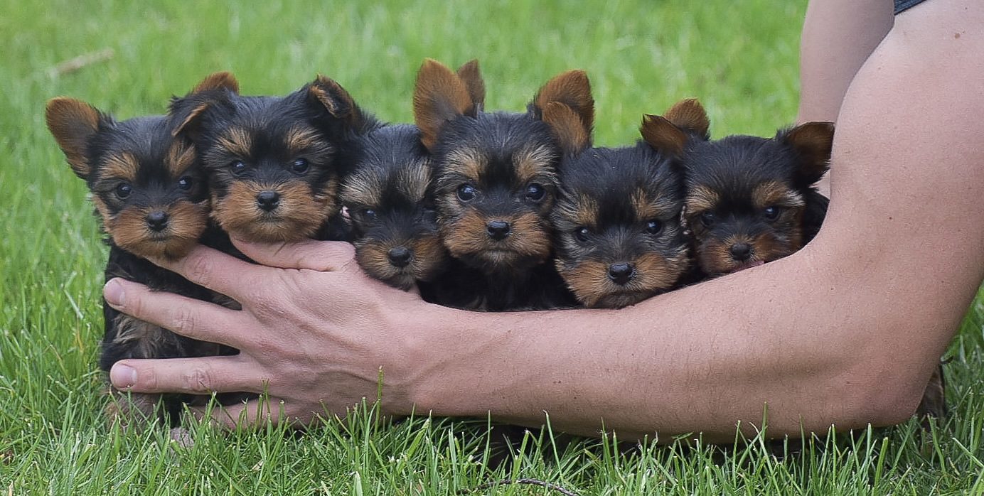 Five Yorkie puppies held together in a pair of cupped hands.